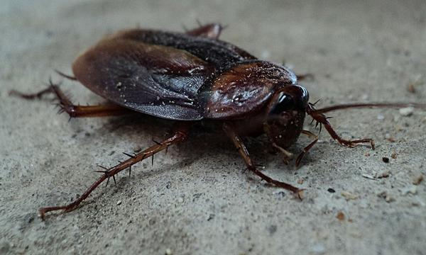 zwalczanie karaluchów warszawa